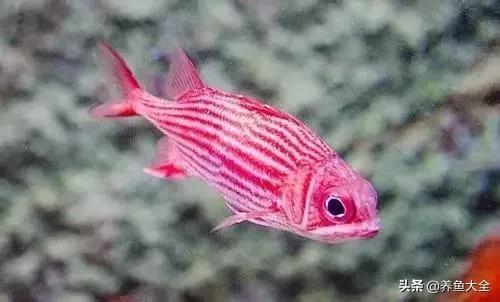 观赏鱼常见鱼病,热带鱼观赏鱼常见疾病