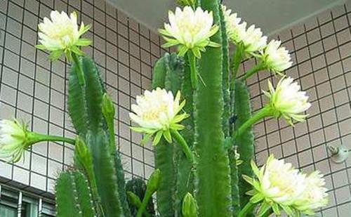 什么绿植一年四季好养又招财,8种超好寓意的绿植旺财又旺人