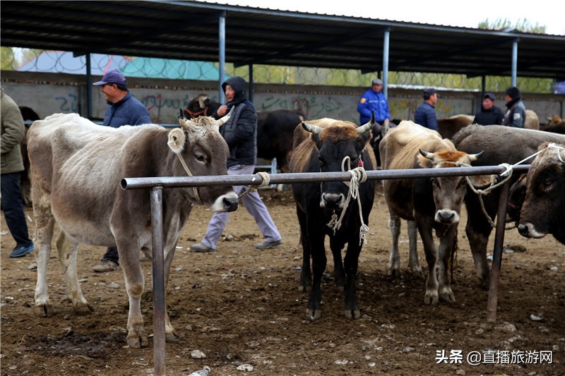 *疆新**昭苏：乡村振新“牛起来”