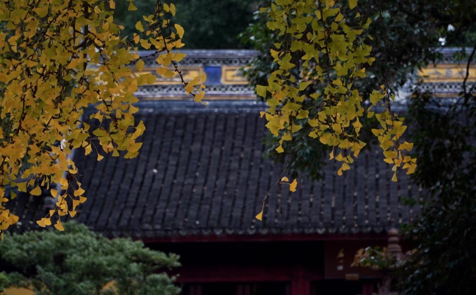 苏州银杏最好欣赏地有哪些地方,苏州银杏打卡地姑苏