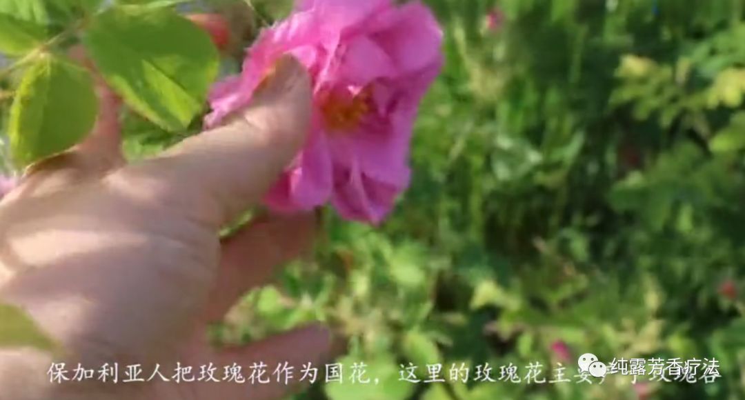 玫瑰细胞液是什么功效,大马士革玫瑰细胞液