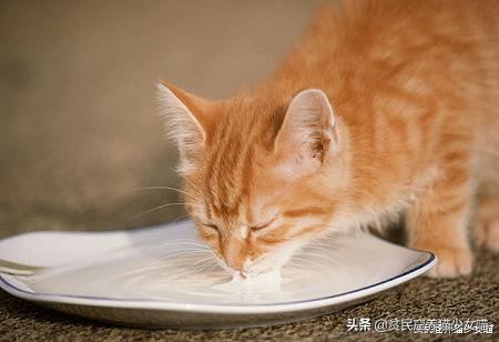 猫咪拉肚子医生给了益生菌,猫咪拉稀喂蒙脱石散需要禁食吗