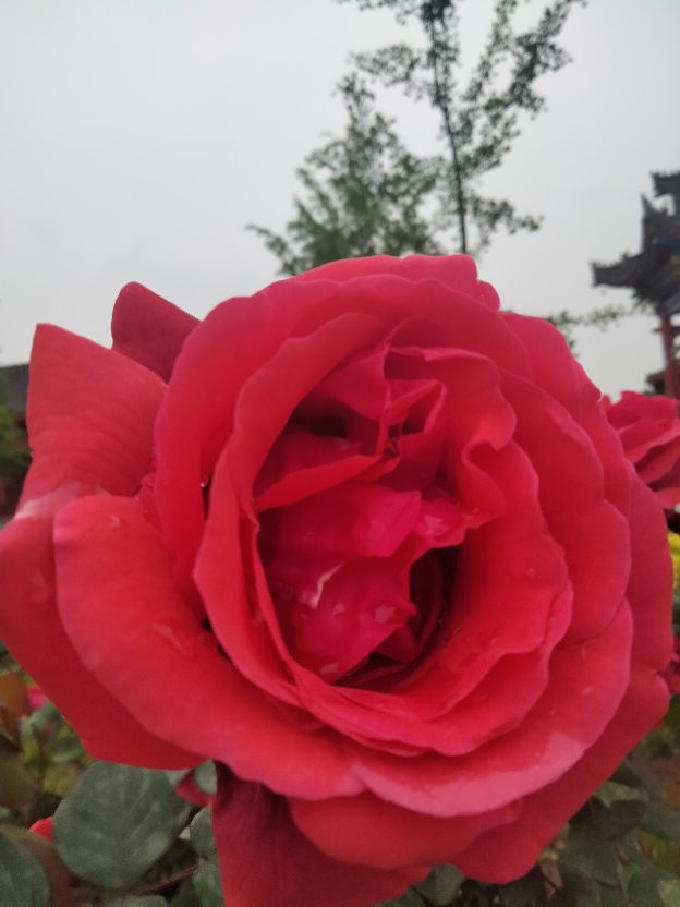 永远的九岁诗词,永远的九岁英文版