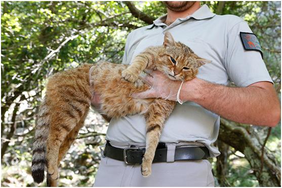 猫狸可不是狸猫换太子中的猫,它可能是一种新物种