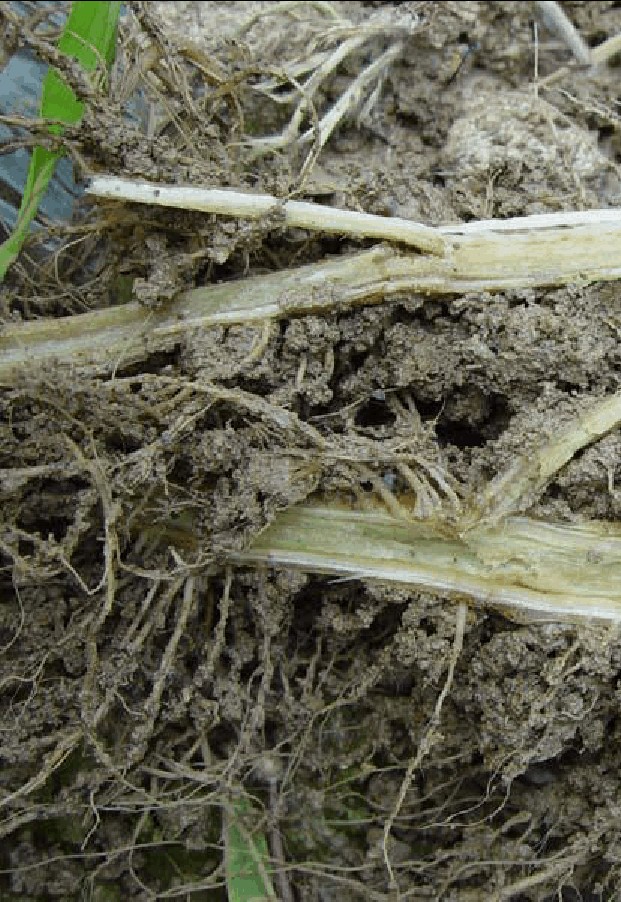 茎干病害的防治原则,茎杆软腐病