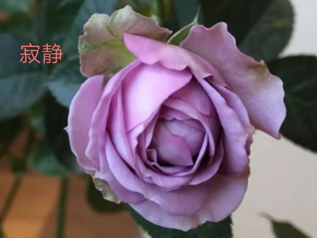 切花火焰月季的优缺点,常见切花月季一览