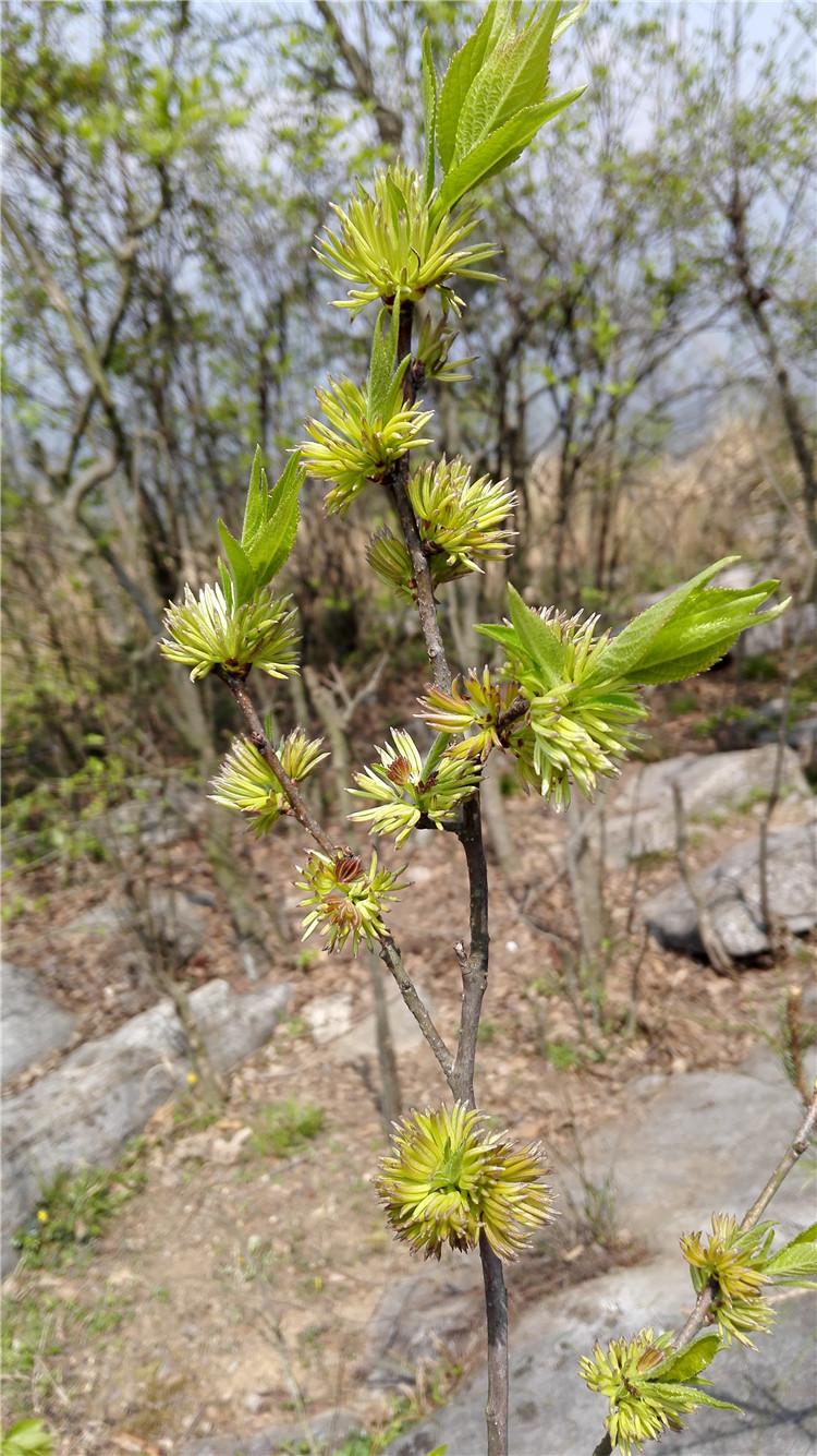 神农本草经中的药材图片,神农本草经高清彩图