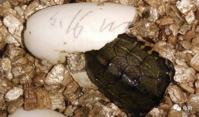 鉴赏花草模板,小青苗照片