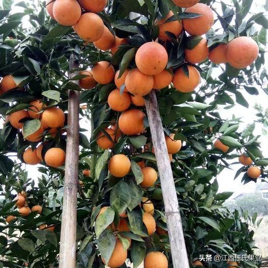 唯一含花青素的血橙,血橙里面红色的果肉是花青素