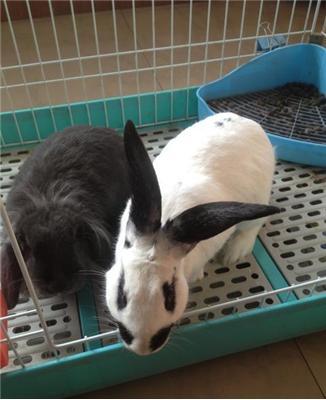 兔子种类好养排名,兔子有其它颜色吗