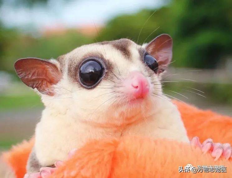 小小蜜袋鼯会咬人吗,新手养蜜袋鼯必须要注意的点