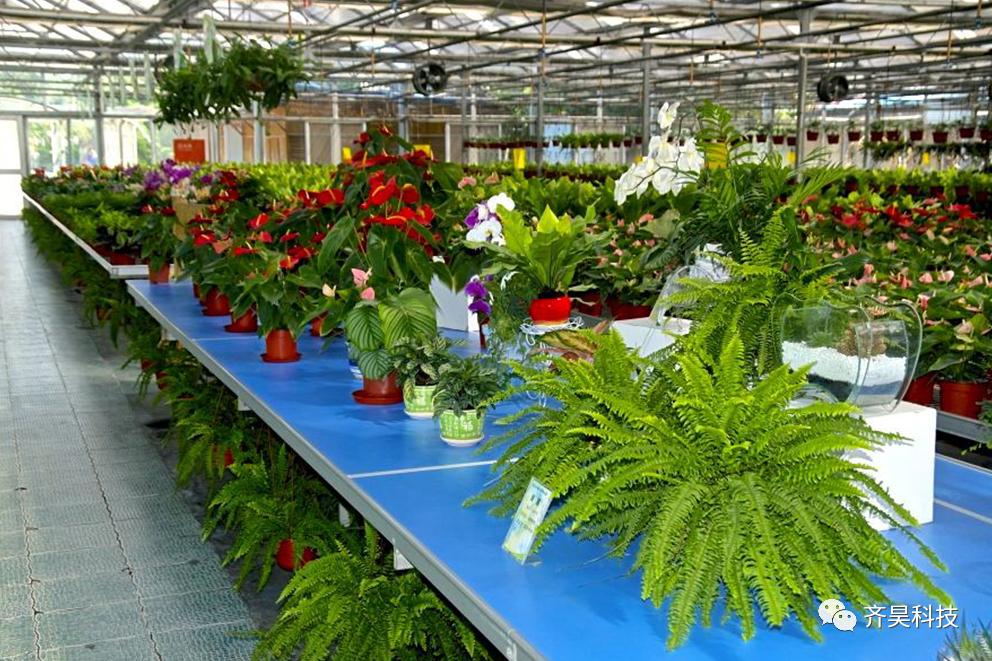 温室花卉科学种植,温室花卉盆栽蔬菜种植方法