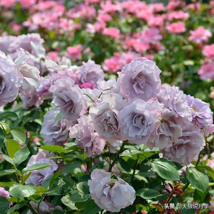 清新淡淡的月季花香水推荐,月季花香的香水有哪些