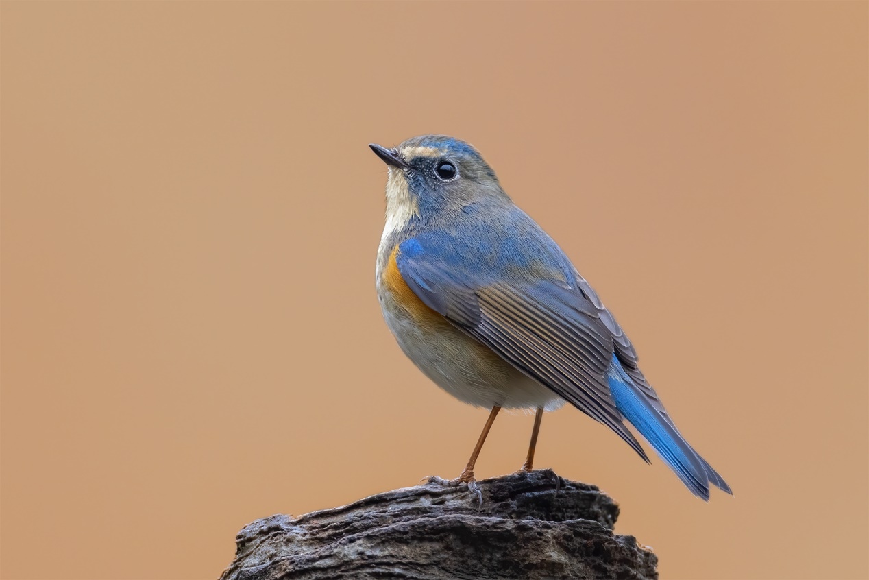 佳能r5和r5哪个更适合拍鸟,佳能eosr5适合拍鸟吗