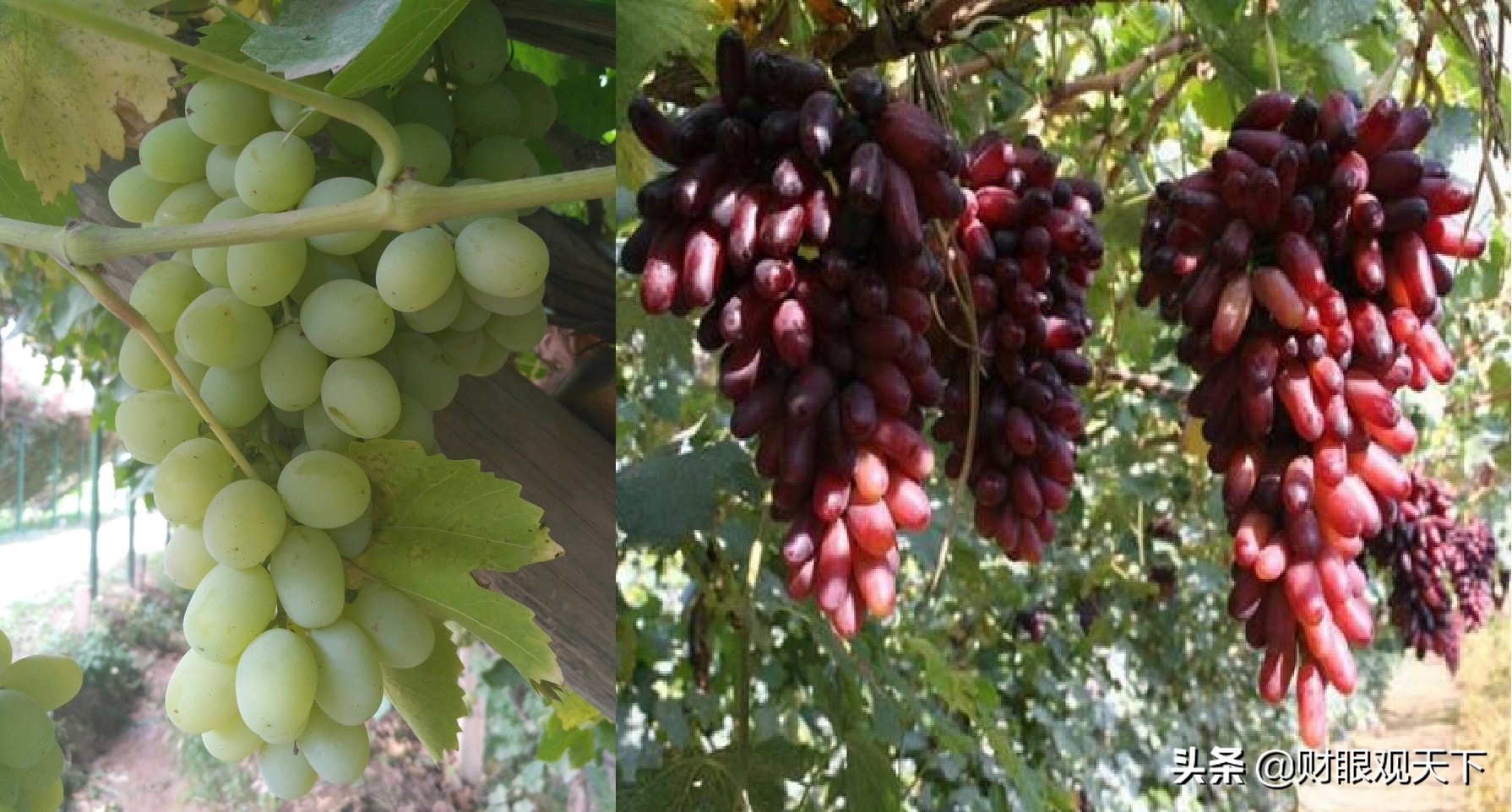 不能错过的*疆新**水果（五）