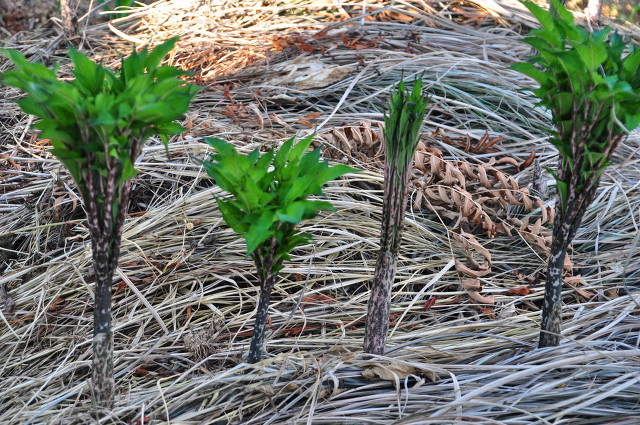 农作物一亩地能挣上万元吗,农村一亩地100元能赚多少