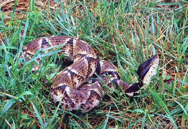 抗洪战士被毒蛇咬了,被剧毒蛇咬伤医生救援