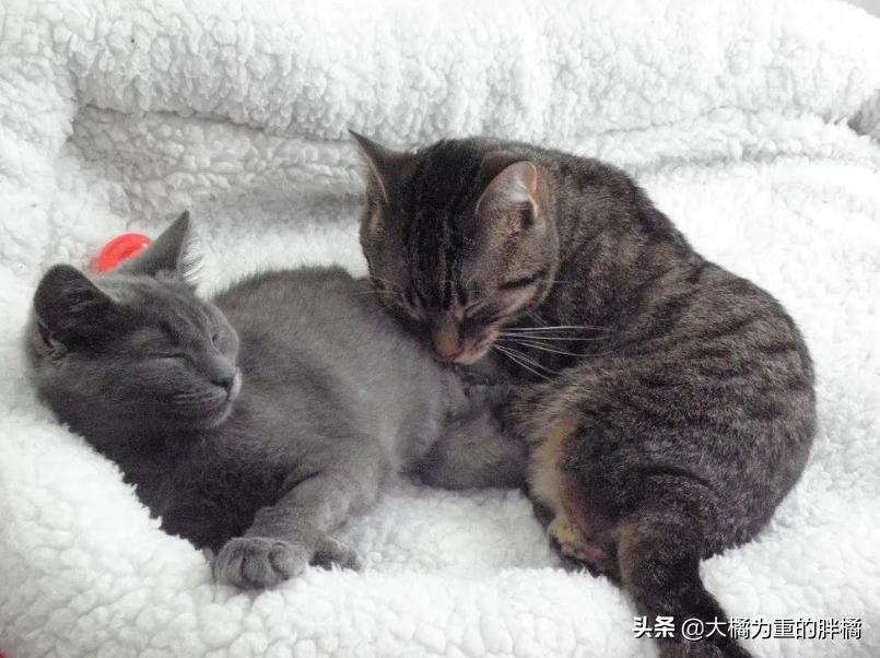 宠物猫后腿残疾怎么办,小猫后腿无力拖着走路