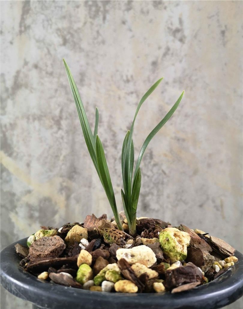 国兰蕙兰,姜氏荷介绍