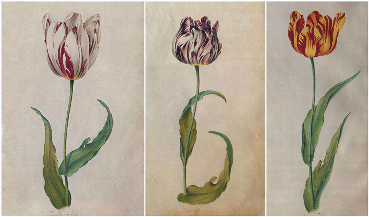 美国或爆发历史性金融危机,荷兰危机的根源所在是