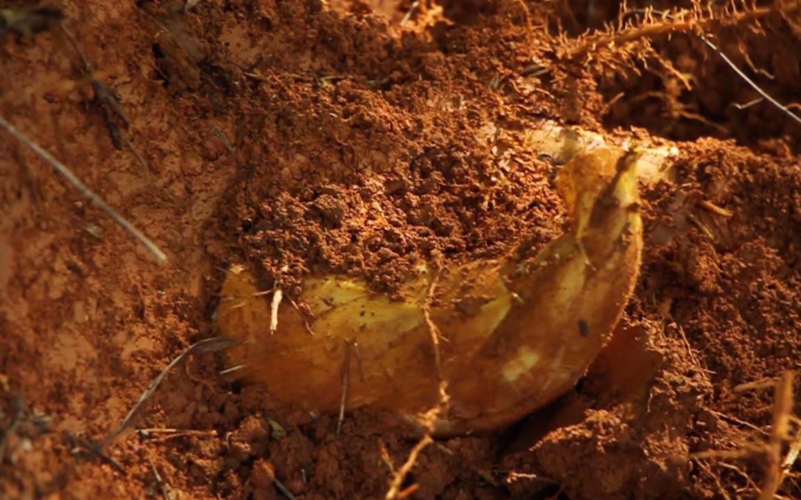 大叔挖冬笋全凭经验一挖一个准,挖冬笋新招式来了