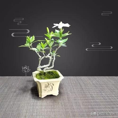 栀子花盆景叶子变黄,栀子花盆景黑叶怎么补救