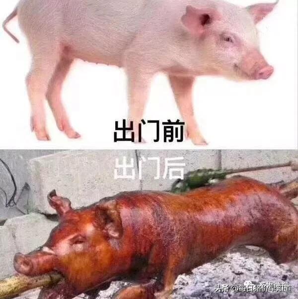 「猪热应激」0死亡！最科学的猪热应激治疗方案