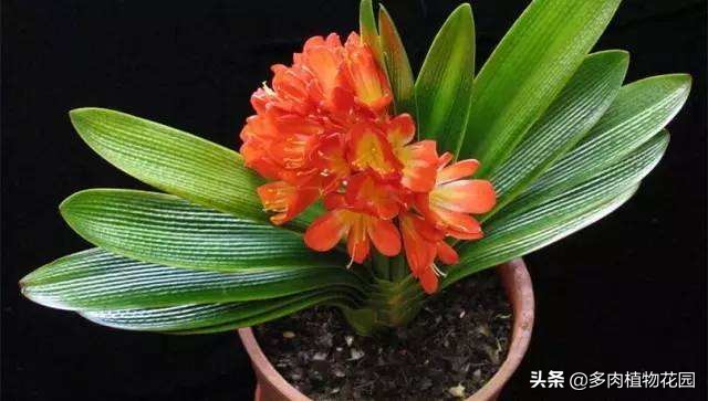 君子兰烂根可以用阿司匹林处理吗,君子兰烂根生有长条小白虫怎么救