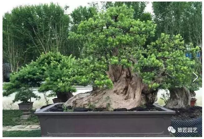 中国最贵盆景一盆600万元 (全世界最贵的100棵盆景多少钱一株)