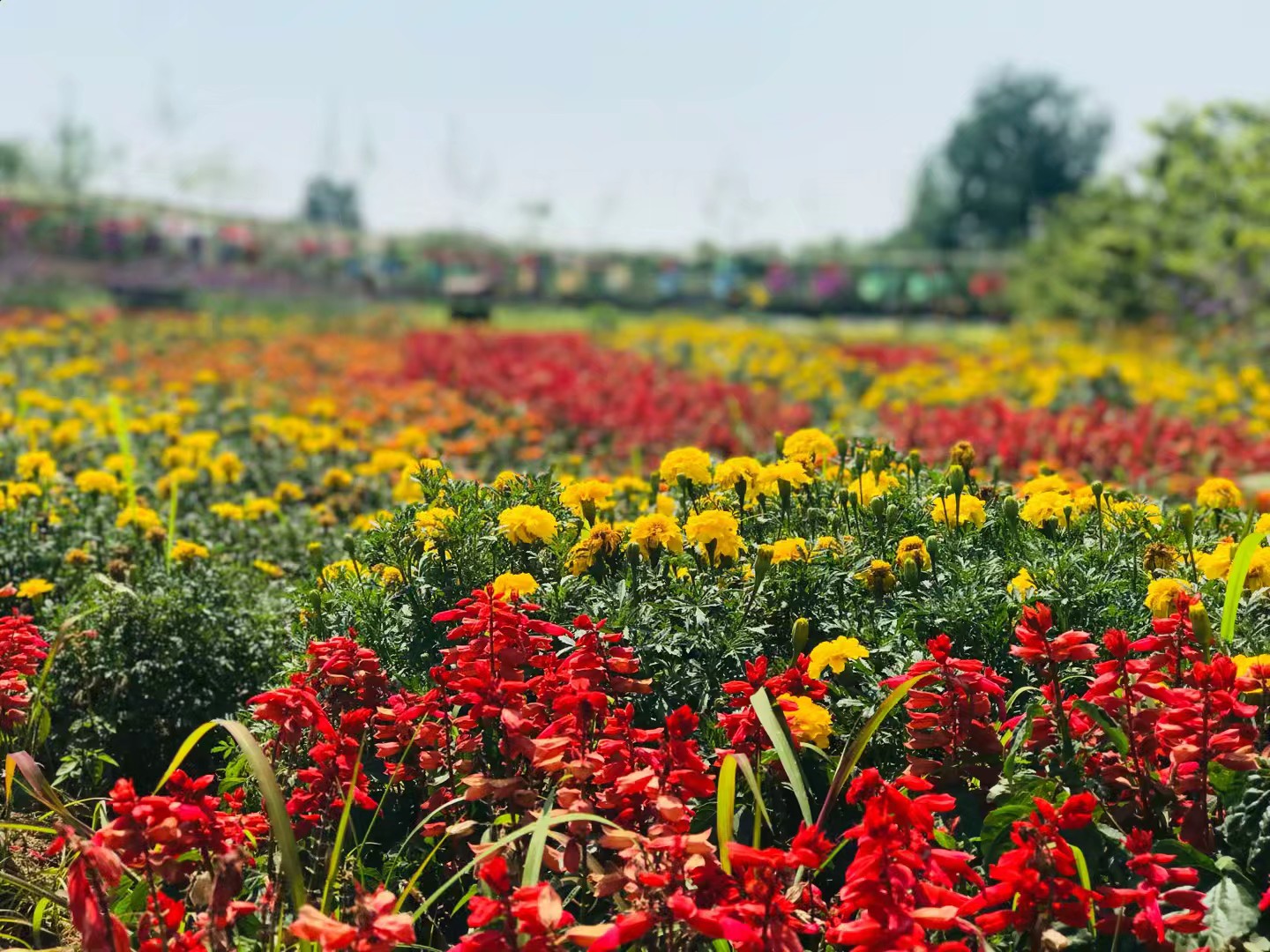 同心花海风景区,春光无限好旅游观光