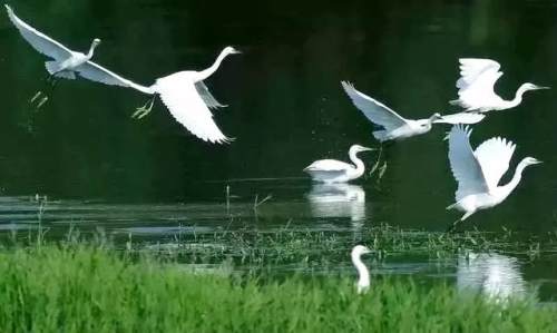 西安的夏天是什么颜色的,西安的春天有多美