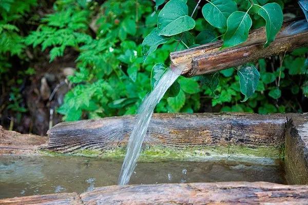 酿酒一般用什么大米,酿酒用什么茶