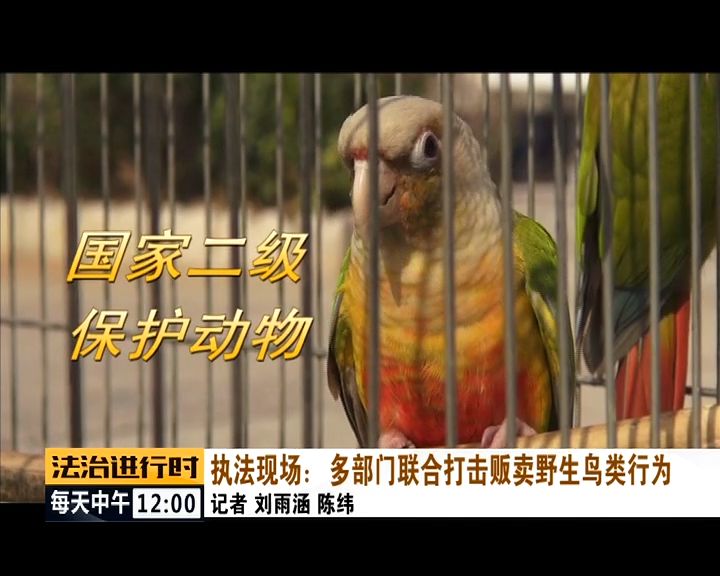 严厉打击非法捕猎候鸟,内蒙大兴安岭非法捕猎候鸟