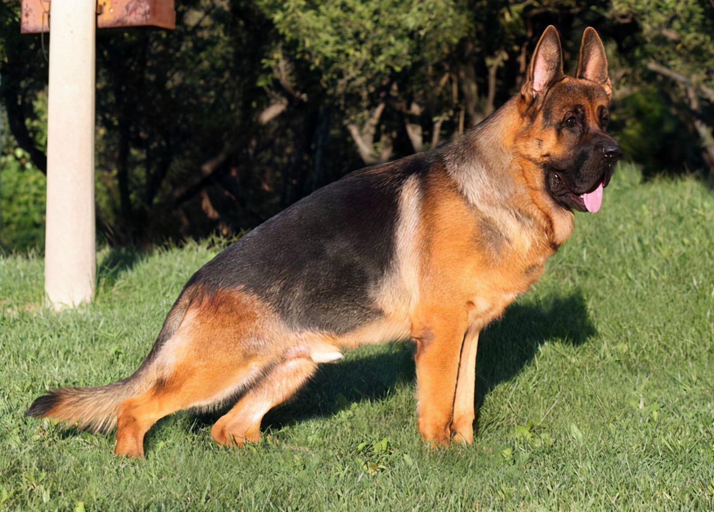 猛犬做保镖勇猛保护主人,大型猛犬高加索简直就是保镖