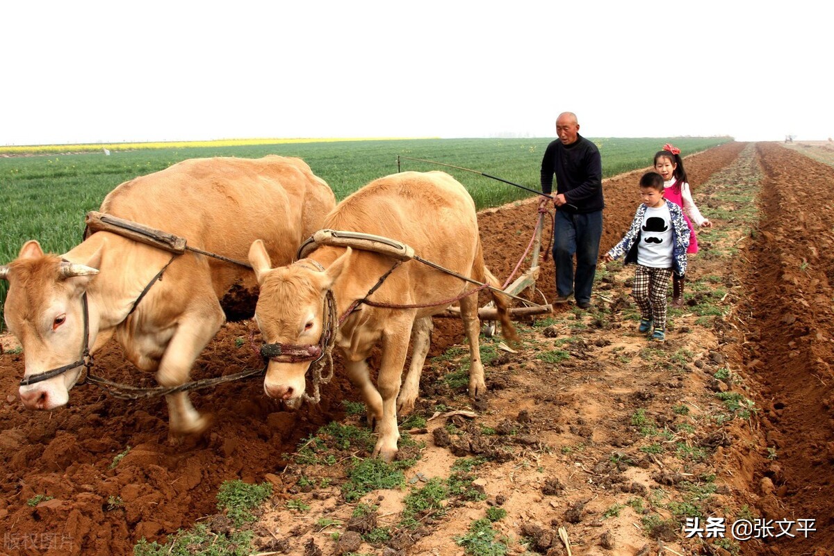 膯,在古代汉语中,意思吃得太多肚子难受,今天我们写作撑