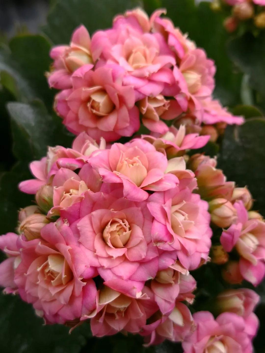 长寿花，寓意好、开花漂亮，花期长，品种多达300个