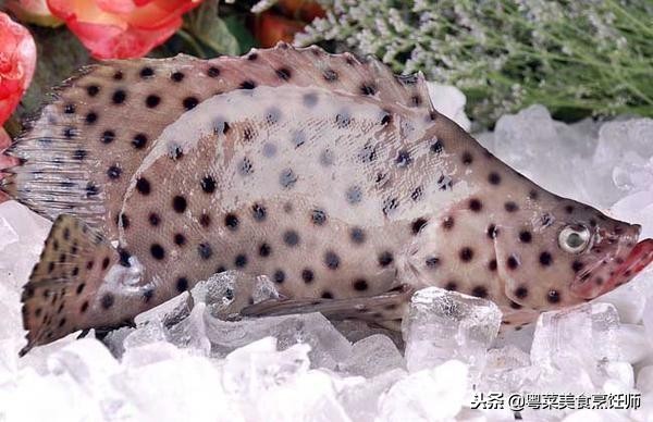 名贵海鲜食材排名,名贵海鱼大全图片