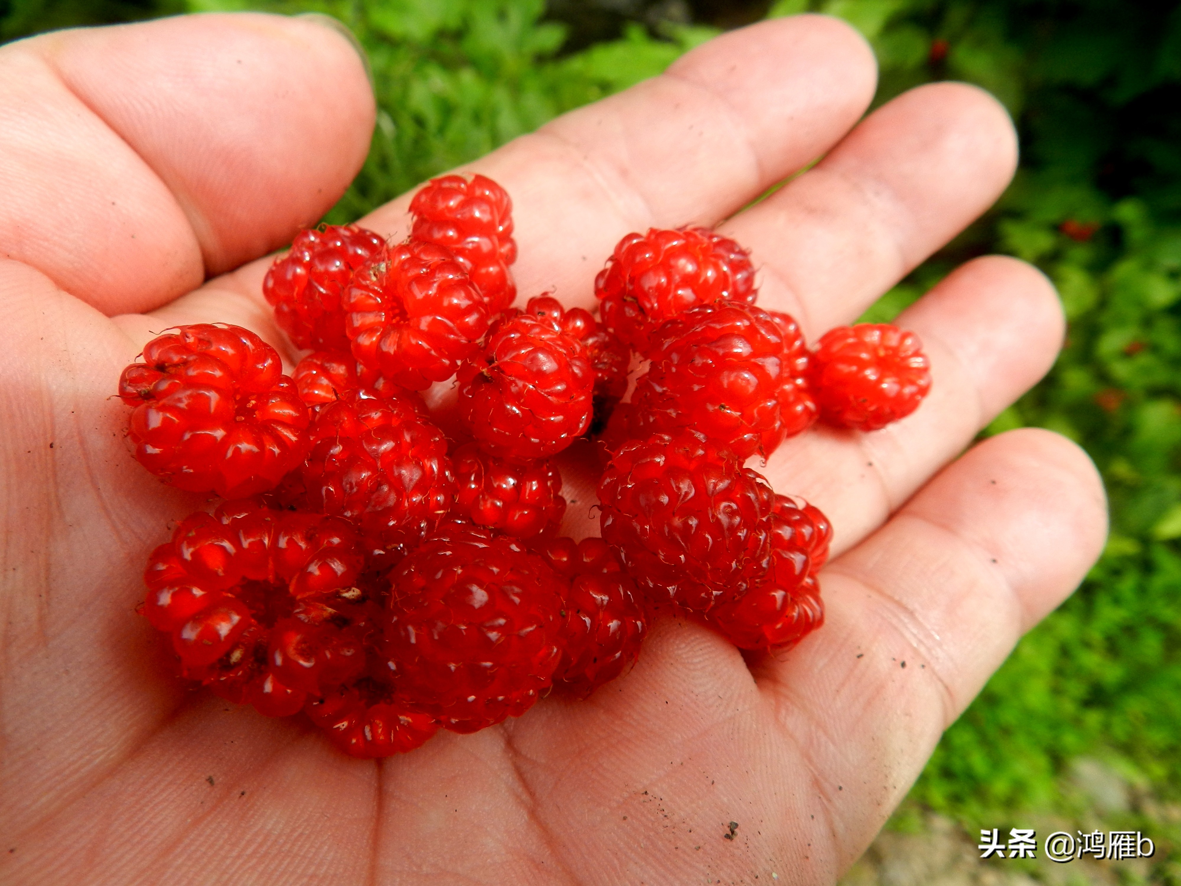 大山里的野果熟了想吃,山里的野果逐渐熟了