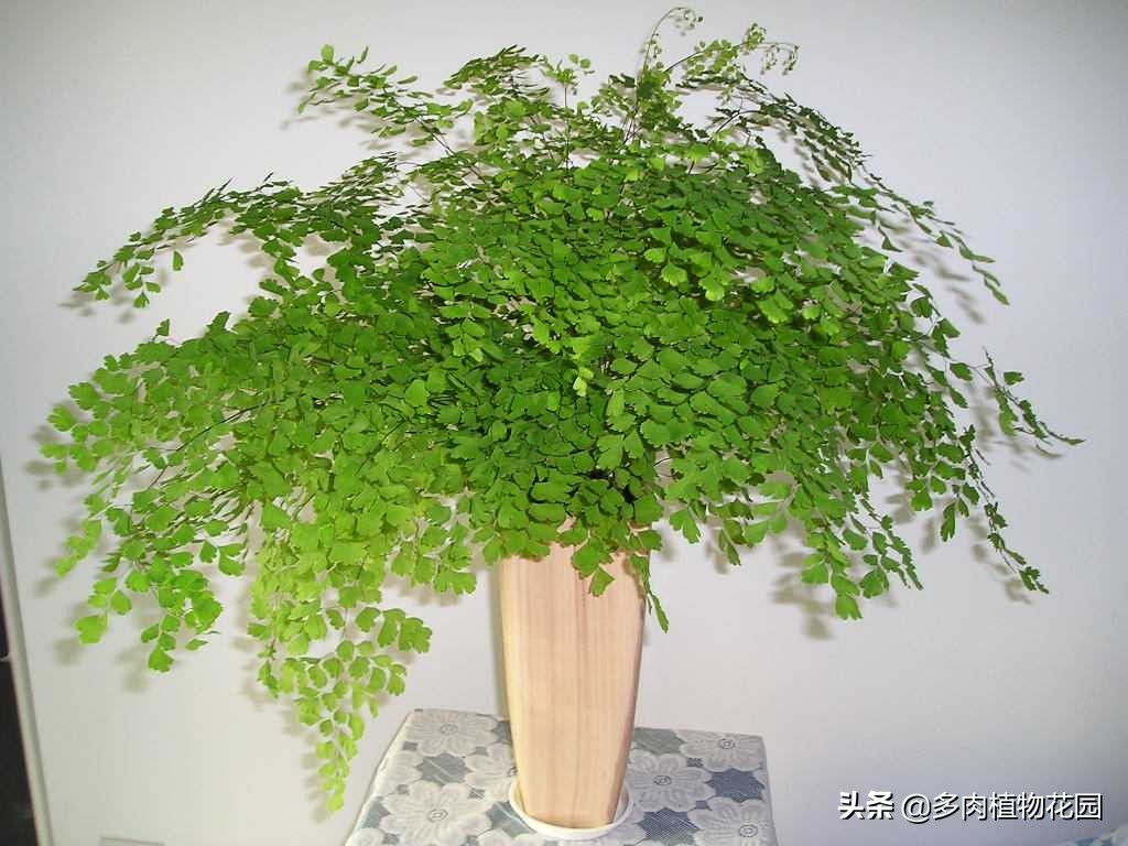 铁线蕨怎么养得翠绿,铁线蕨不翠绿