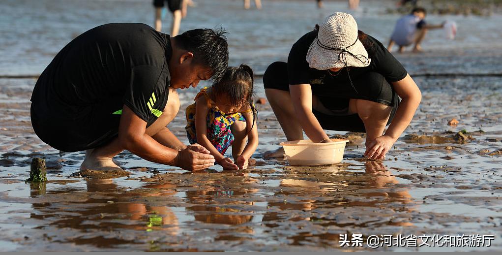 渤海湾赶海抓蟹,曹妃甸捉螃蟹挖蛤蜊哪里最好