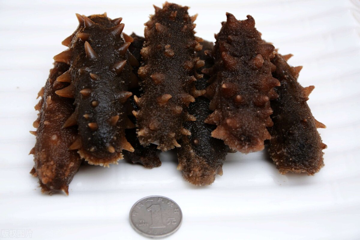 海参养殖的和野生的营养有区别吗,海参大小有什么区别