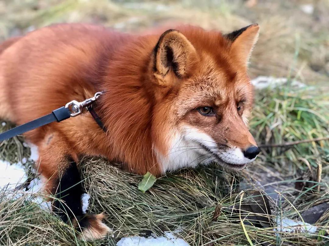 俄罗斯小哥救了兔狲,俄罗斯小哥救了只兔狲