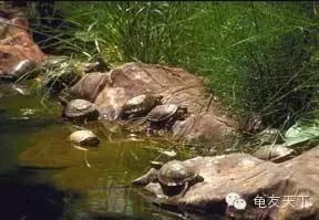 创造自然龟龟环境(翻译国外文章)
