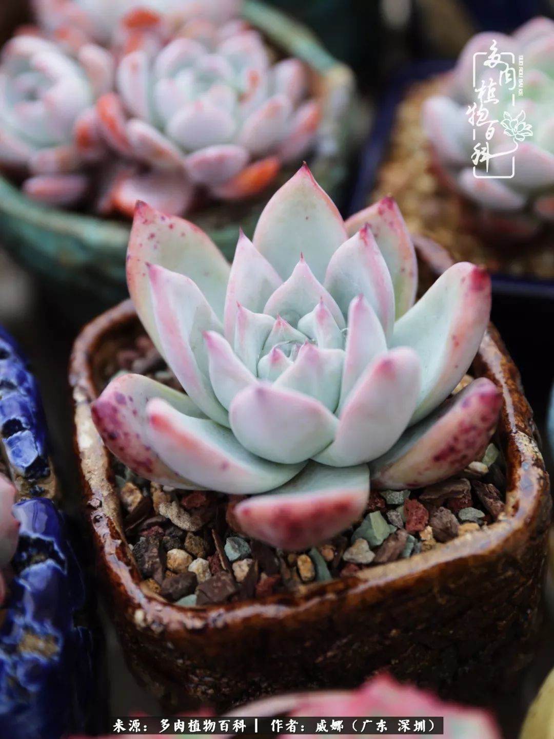 笼子里的多肉,露养的多肉和室内的多肉区别