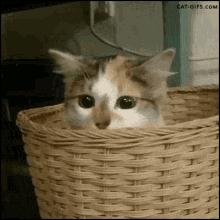 如果一直盯着时间看会发生什么,为啥不能盯着猫咪的眼睛看