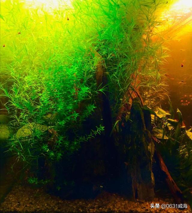 水草缸浑浊怎么处理,水草缸水质太肥如何处理