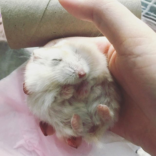 仓鼠得了肿瘤越来越瘦,怎么避免仓鼠得肿瘤的