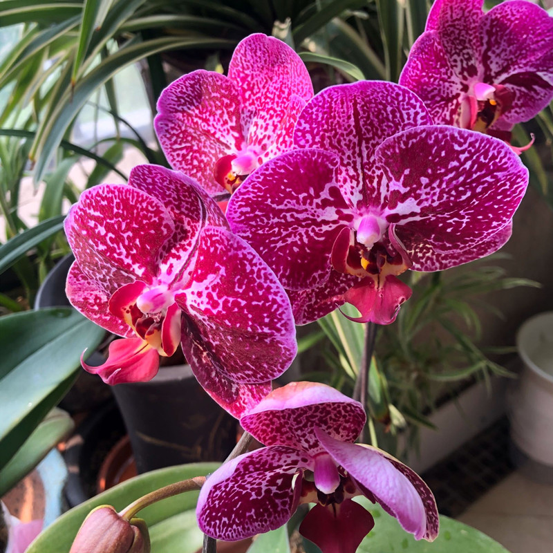 蝴蝶兰叶子发软怎么解决,蝴蝶兰底下叶片发软怎么处理