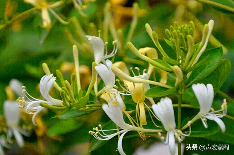 最惊艳的金银花,香气四溢的金银花