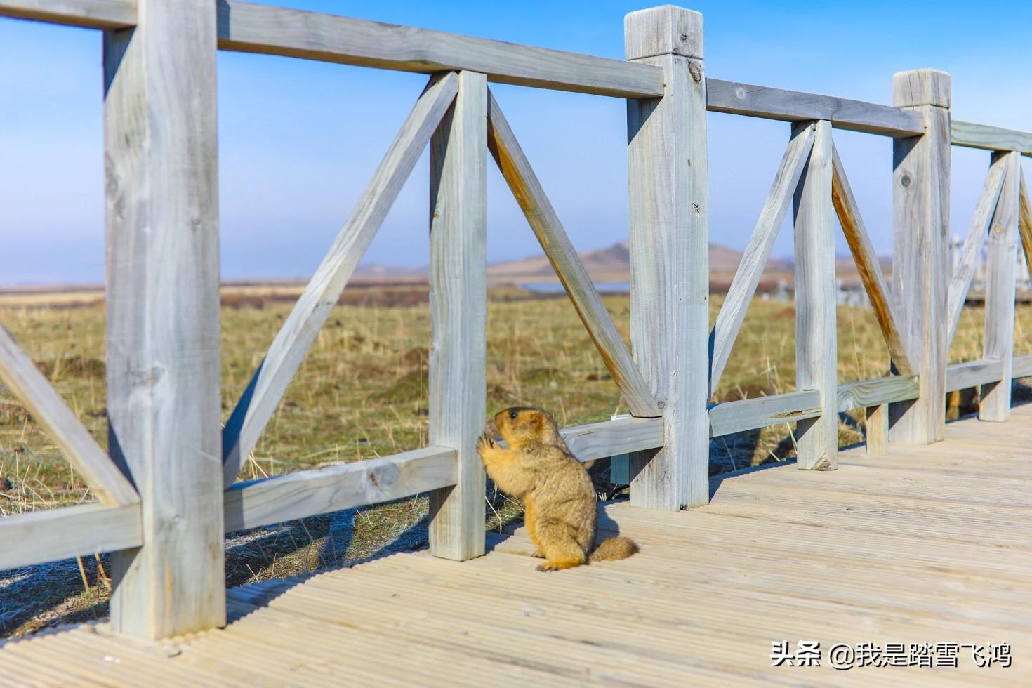 川西若尔盖7天自驾游,自驾9天若尔盖